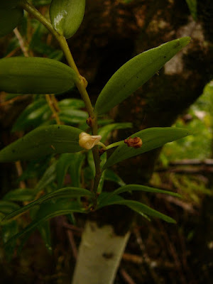 Dendrobium involutum care and culture