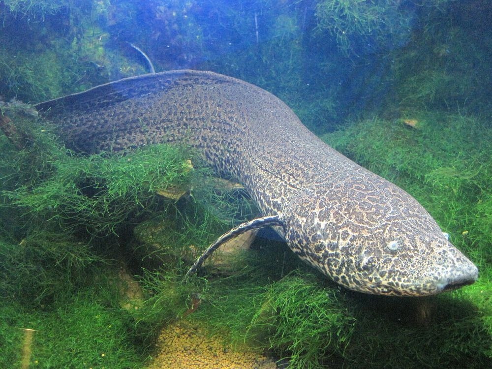 Lung Fish, The Fish That Lives On Land  Amusing Planet