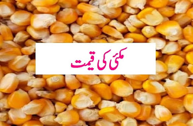 Maize rate and price today in pakistan from 2022 to 2023 پاکستان میں مکئی کی نئی قیمت اور ریٹ