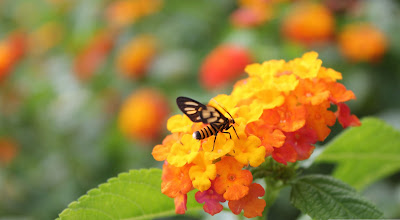 Bee,bee in flower
