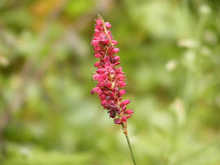 beautiful red flower in Mushk Puri