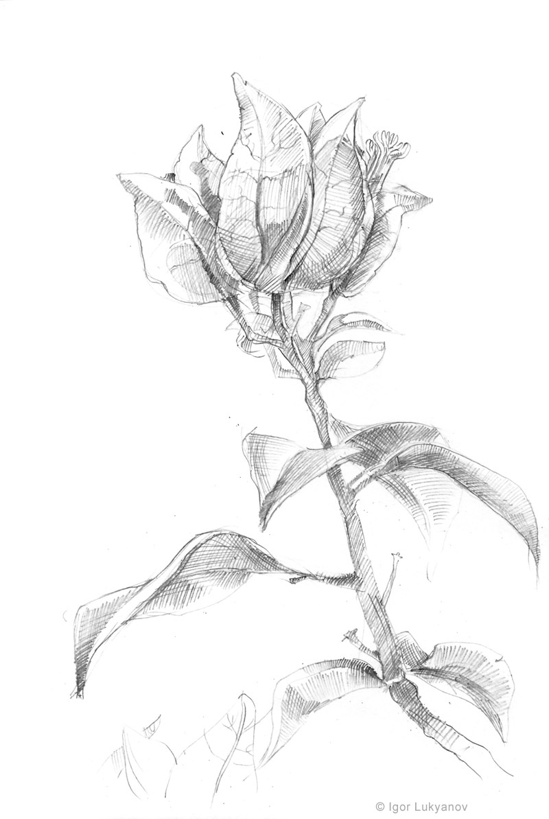 Flower Sketch Bougainviller