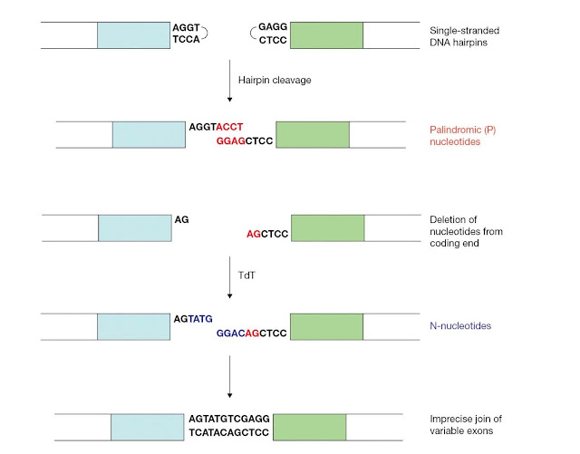 Junctional diversity further diversifies the immune repertoire