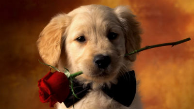 lab puppy with red rose