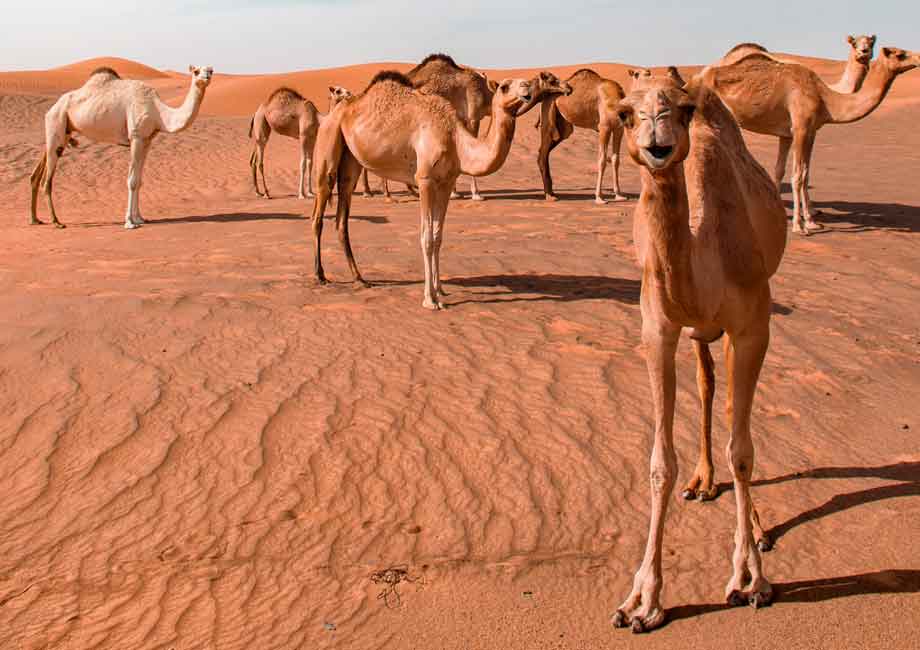 Essay On Camel In English For Childrens And School Students Essaywritingart Com Simple Essays Letters Speeches
