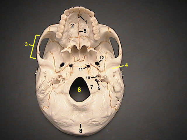 sutures in skull. horizontal parts of skull,