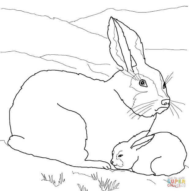 Arctic Hare Baby And Mother