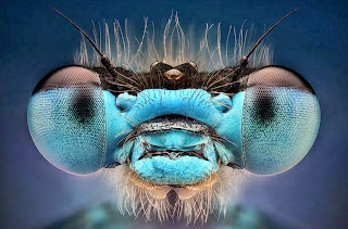 fotografias-artisticas-de-insectos