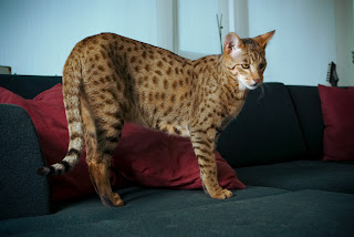 Savannah cats are so friendly and cuddly