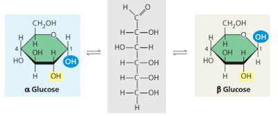 Momoner glukosa, alpha (α) glukosa, beta (β) glukosa, α glukosa adalah, β glukosa adalah