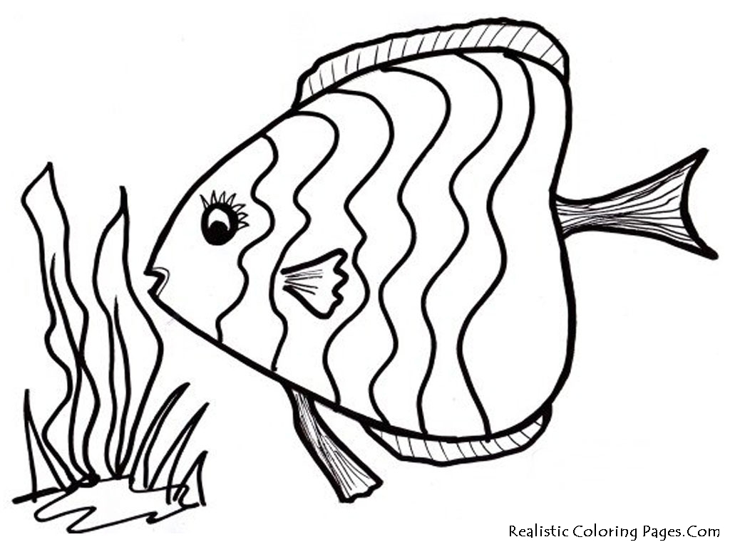  Gambar  Kartun Hewan Ikan  Bestkartun