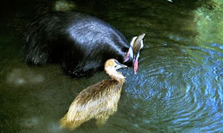 Cassowary stunning picture