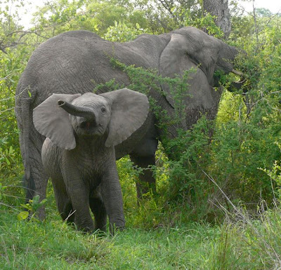 baby elephant charge