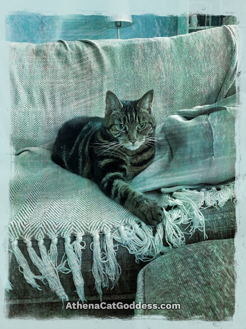 tabby cat on sofa