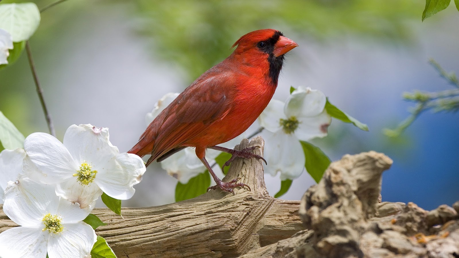 https://blogger.googleusercontent.com/img/b/R29vZ2xl/AVvXsEhGLGxG4Qx8RFx8U9Kb1nEaCZaubqNYNpX1s3mGg2Z9qk7KPcmkUD3ZoBdmni4KbIQkJzzi9W72zcwgeXayyqCLnjdCx3HWQsVi5VGPuIsiSTSYpNm5-_NTZOQzQwG7sK6I4ZCfKmejGMqK/s1600/Real_Angry_Birds_Look_Like_Red_Bird_HD_Wallpaper.jpg