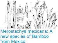 https://sciencythoughts.blogspot.com/2018/12/merostachys-mexicana-new-species-of.html