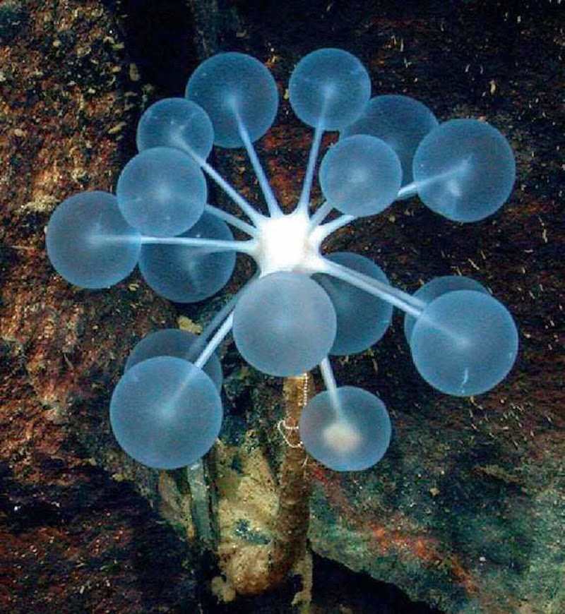  Ping-Pong Tree Sponge