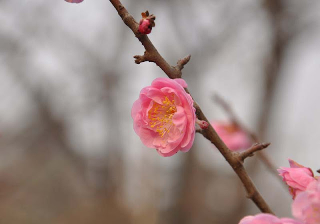 Plum Flowers