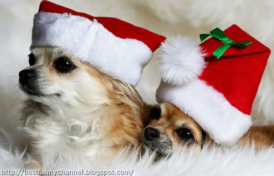 Christmas dogs.