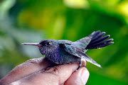 BEIJAFLOR EM CASA. Tive que capturálo para libertálo (beija flor )