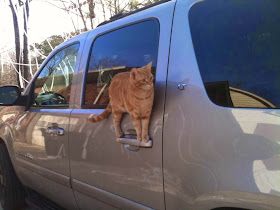 Funny cats - part 93 (40 pics + 10 gifs), cat stands on car door handle