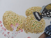 brain coral colored pencil drawing