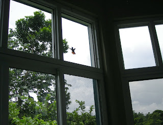 Hummingbird trapped in house