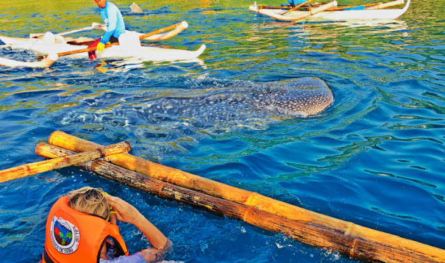 Oslob Cebu Whale Shark Watching