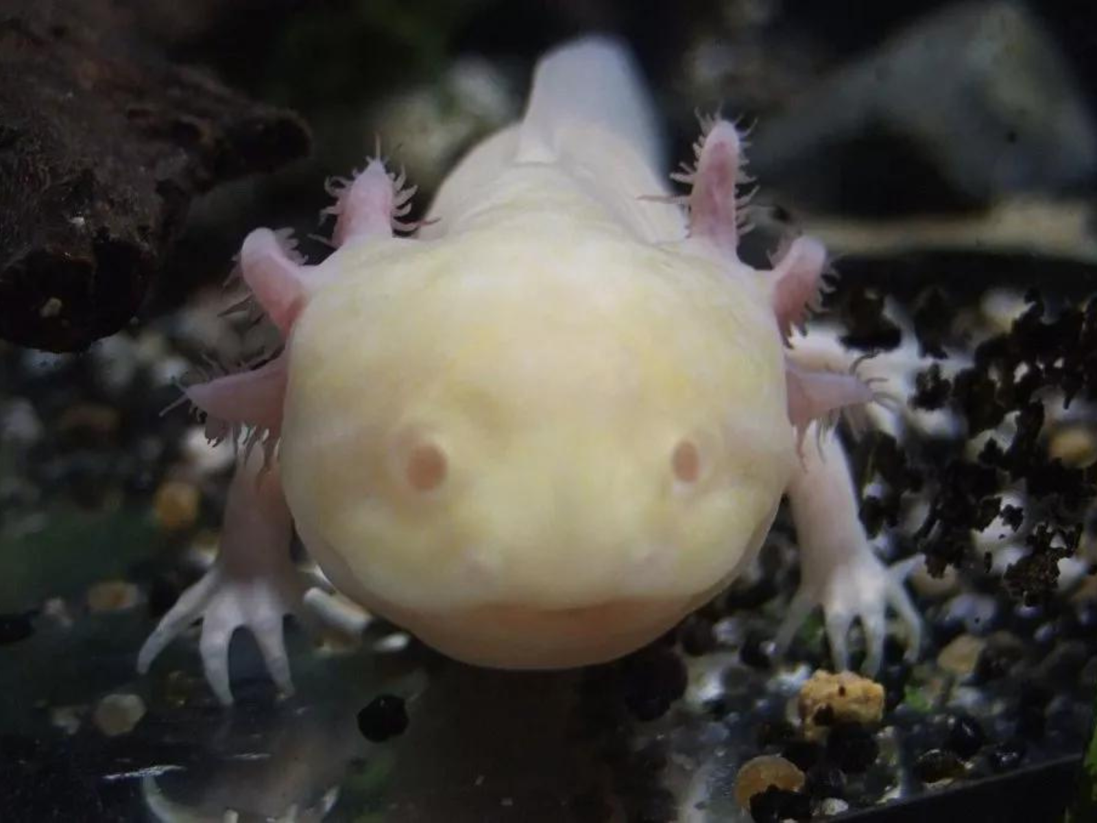 Axalotti albino fish