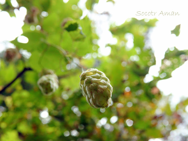 Humulus lupulus