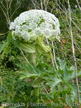P1110453
