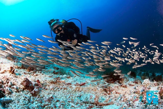 scuba diving in camiguin camiguin island camiguin tourist spot camiguin beach camiguin beach resort camiguin