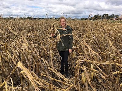 Photo of corn plants leaning.