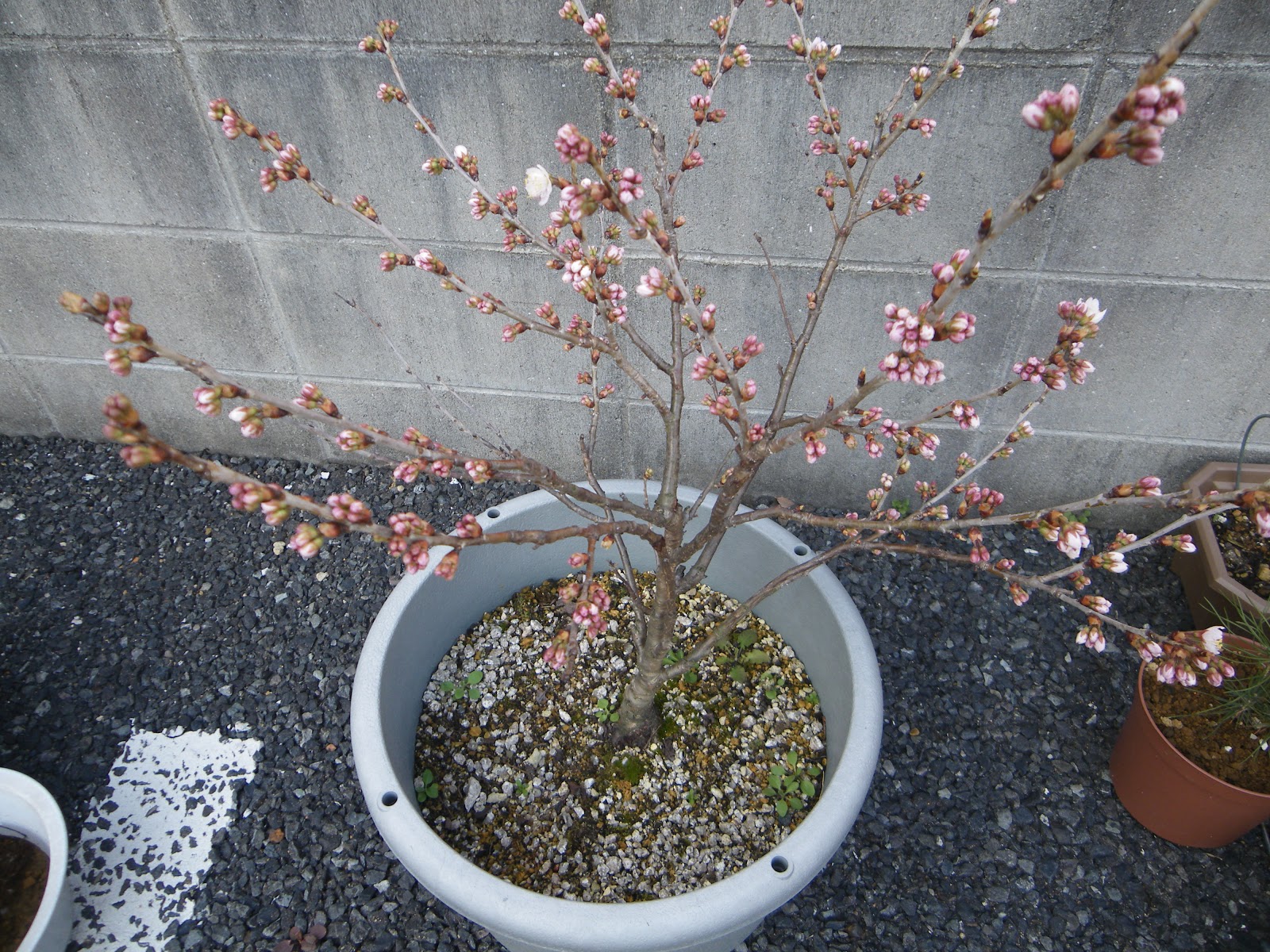 桜を鉢植えで育てる 桜の苗木を鉢に植え付ける メダカの大工