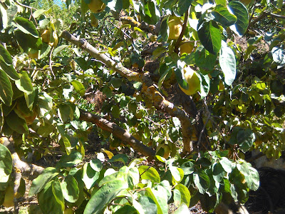 arbol de menbrillo