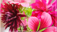 Cartoon Flowers Animated Gif - Devon Moodley Animated GIFS - See the best education wallpapers hd collection.