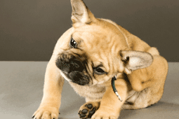 10 types Itching in Dogs Treatment