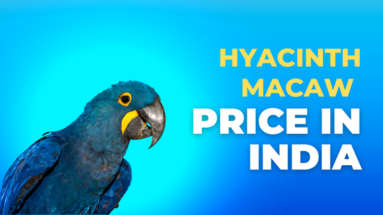 hyacinth macaw price in india