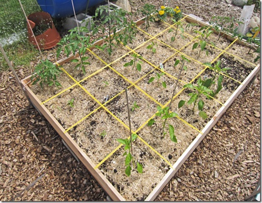 Bed with tomatoes and peppers