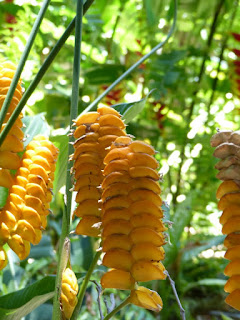 Possiblement Calathea crotalifera (Calathéa Serpent à sonnette)