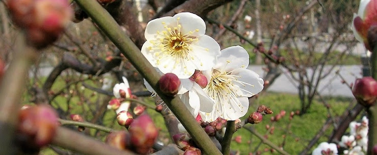 上海の公園に咲く白梅