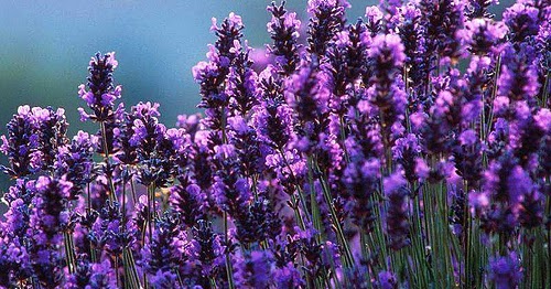 Dunia Flora Lavender 
