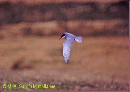 12. Fumarel cariblanco, Villafáfila2