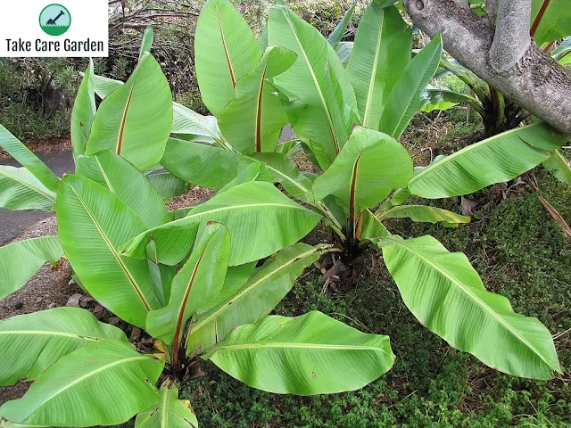 Crescimento e Cultivo da Bananeira d'Água