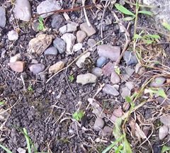 Leaf-cutter bee attack1