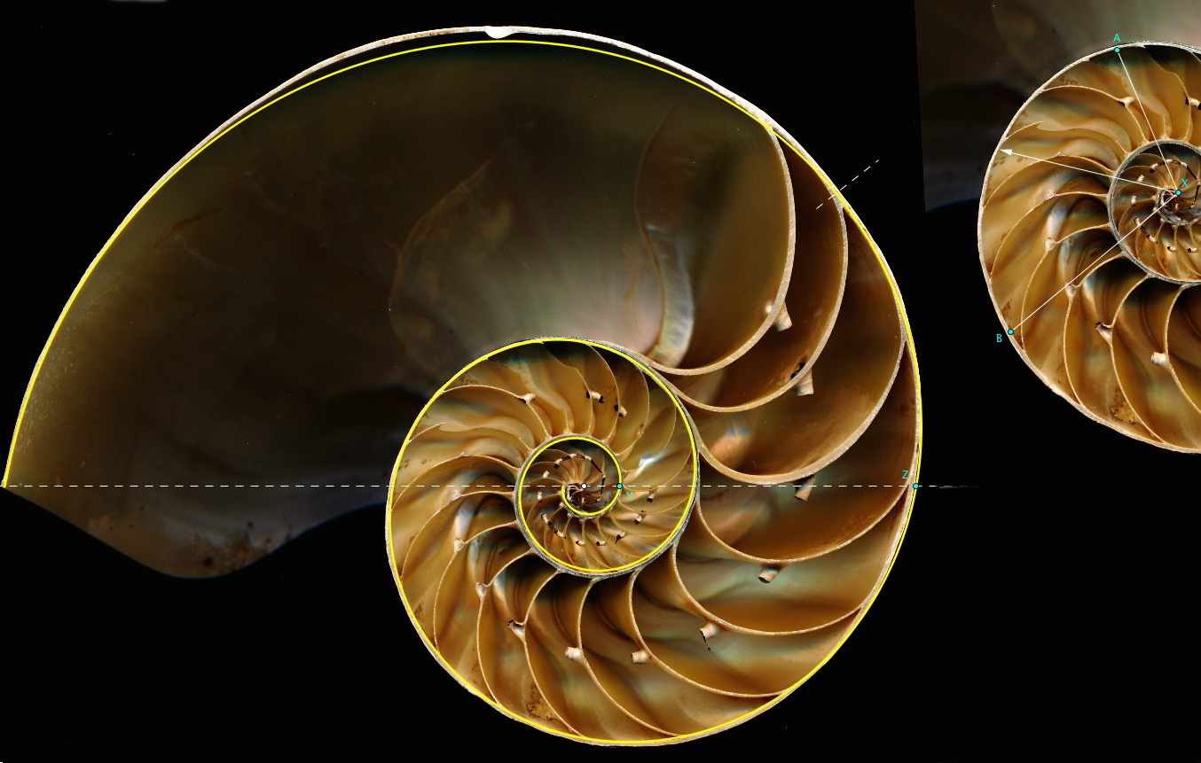 Chris Impens Valvas Debunking Golden Ratio Shells 2