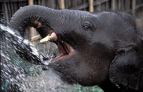 Picture of Asian Elephant