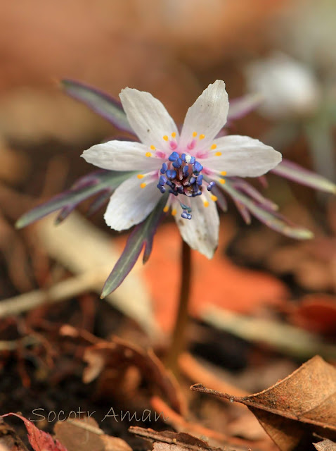 Shibateranthis pinnatifida