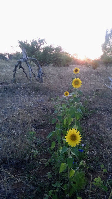 girasoli