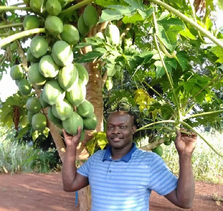 Papaya (pawpaw)